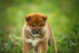 Cute and serious red shiba inu puppy sitting in the green grass in summer