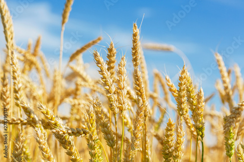 Close up of wheat ears. Field of wheat in a summer day