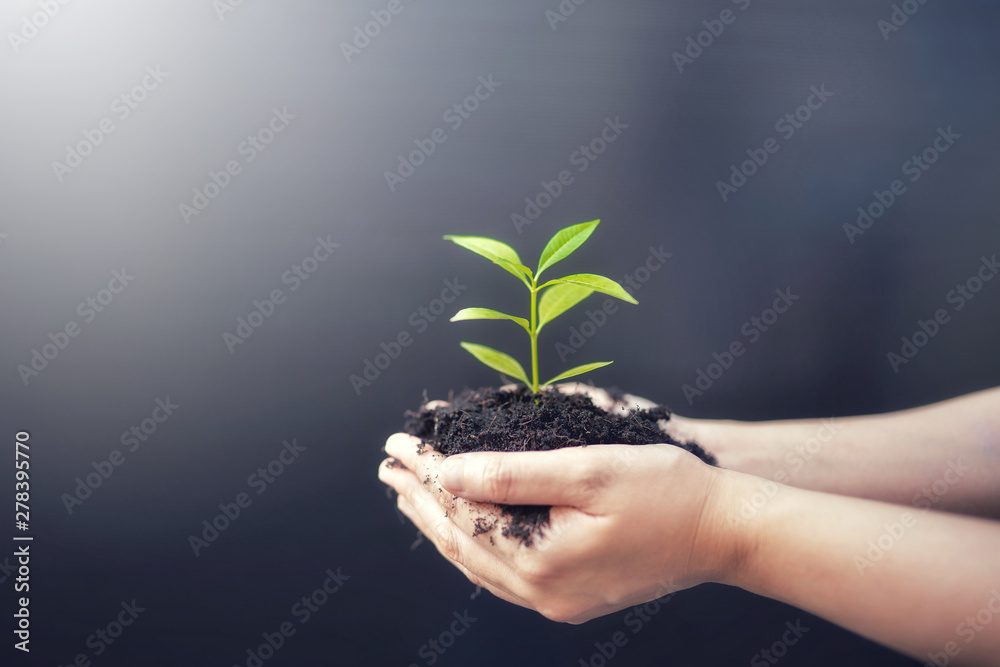 Female hands holding sprout plant or green tree seedling with black soil.Earth Day save environment and Ecology concept. Female hands holding sprout plant or green tree seedling with black soil.Earth Day save environment and Ecology concept.