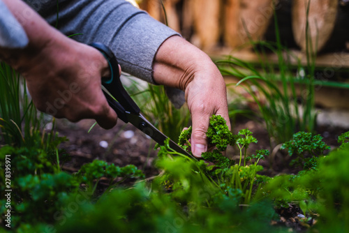 A woman picks and cuts parsley in the raised bed