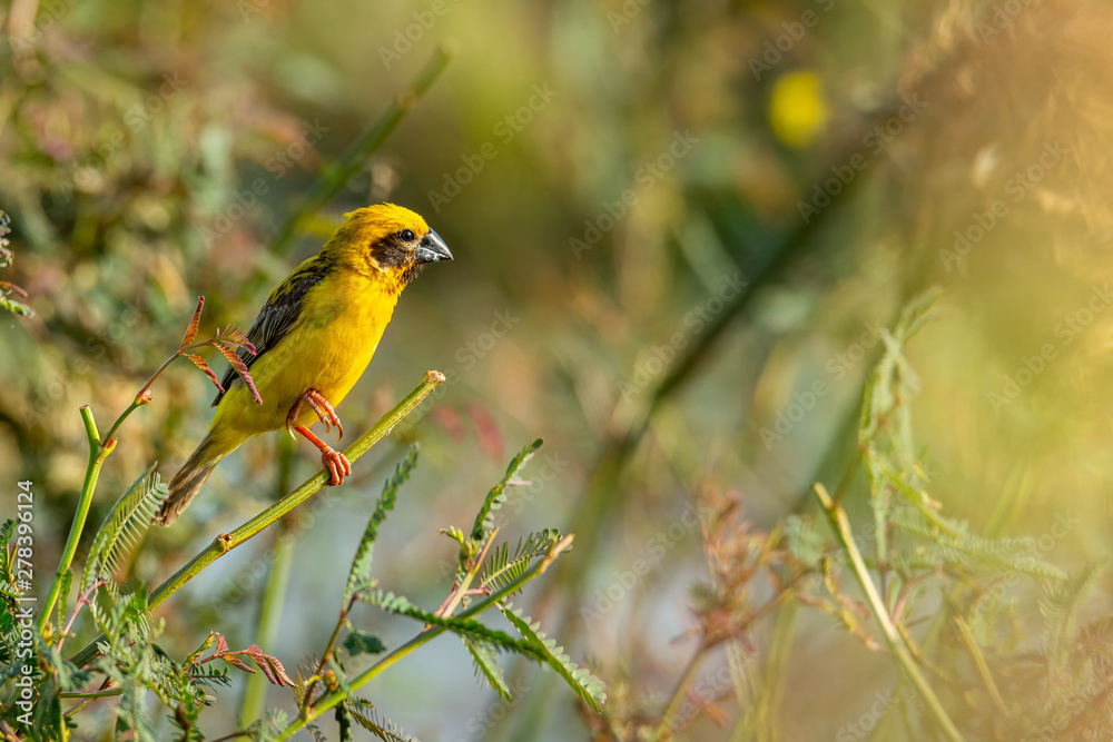 Bright and yellowish male Asian Golden Weaver perching on mimosa plant, looking into a distance Bright and yellowish male Asian Golden Weaver perching on mimosa plant, looking into a distance