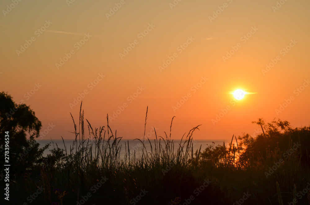 Grass straws by sunset at the coast