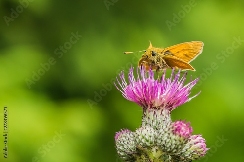 Small orange butterfly with dark eyes sitting on a purple flower of thistle on a sunny summer day. Blurry green background. © Lioneska
