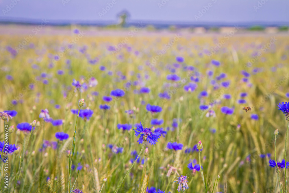 A field of wheat and cornflowers in the summer A field of wheat and cornflowers in the summer