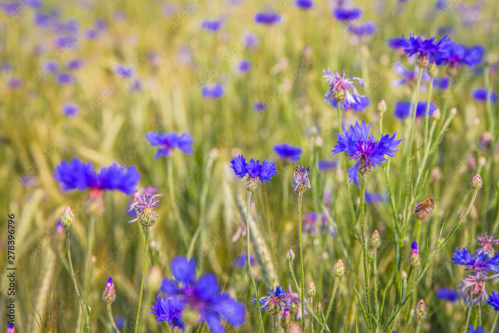 A field of wheat and cornflowers in the summer A field of wheat and cornflowers in the summer