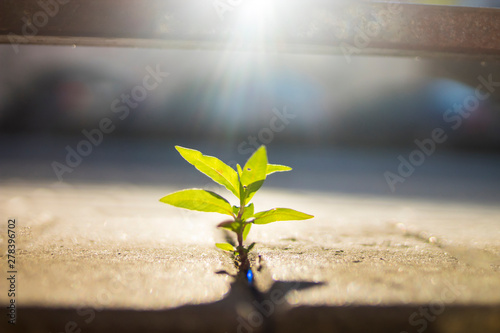 green sprout among concrete grew and stretches to the sun