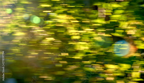 Green trees at sunset, green leaves background