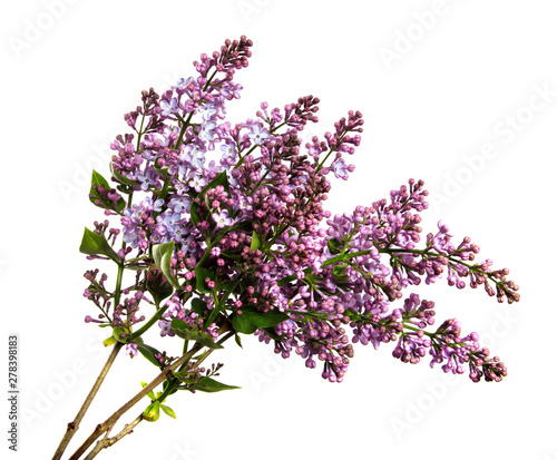 Lilac branch with flowers on an isolated white background.