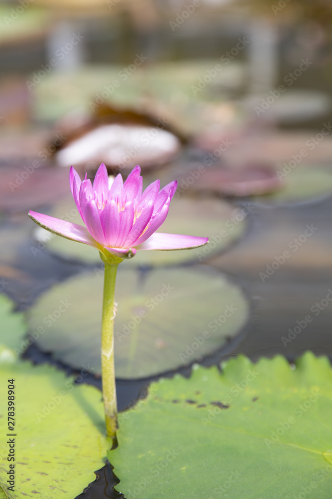 closeup of young single pink water lily in pond.