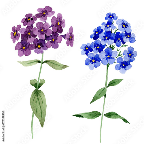 Fototapeta Naklejka Na Ścianę i Meble -  Phlox floral botanical flowers. Watercolor background illustration set. Isolated phlox illustration element.
