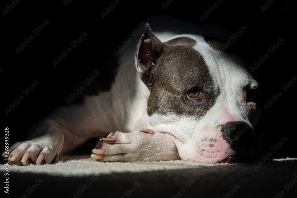 A sweet gentle American Staffordshire Terrier is lit with sunlight for a dog portrait A sweet gentle American Staffordshire Terrier is lit with sunlight for a dog portrait