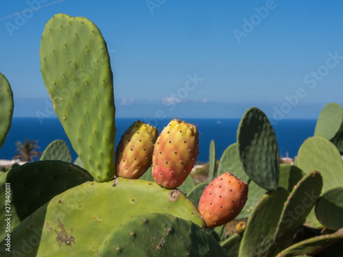 Tableau sur toile prickly pear plant on the island of Pantelleria, Italy