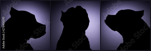 Fényképezés A triptych of silhouettes of an American Staffordshire Terrier dog studio portra