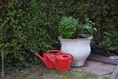 Red watering can in a basilicum garden in a white vase