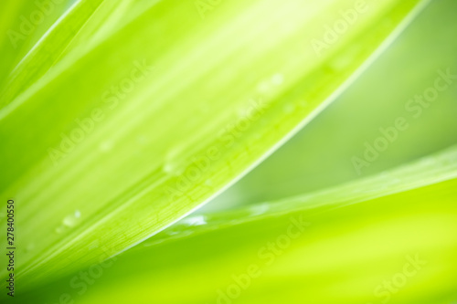 Close up of nature view green leaf with rain drop on blurred greenery background under sunlight with bokeh and copy space using as background natural plants landscape, ecology wallpaper concept.