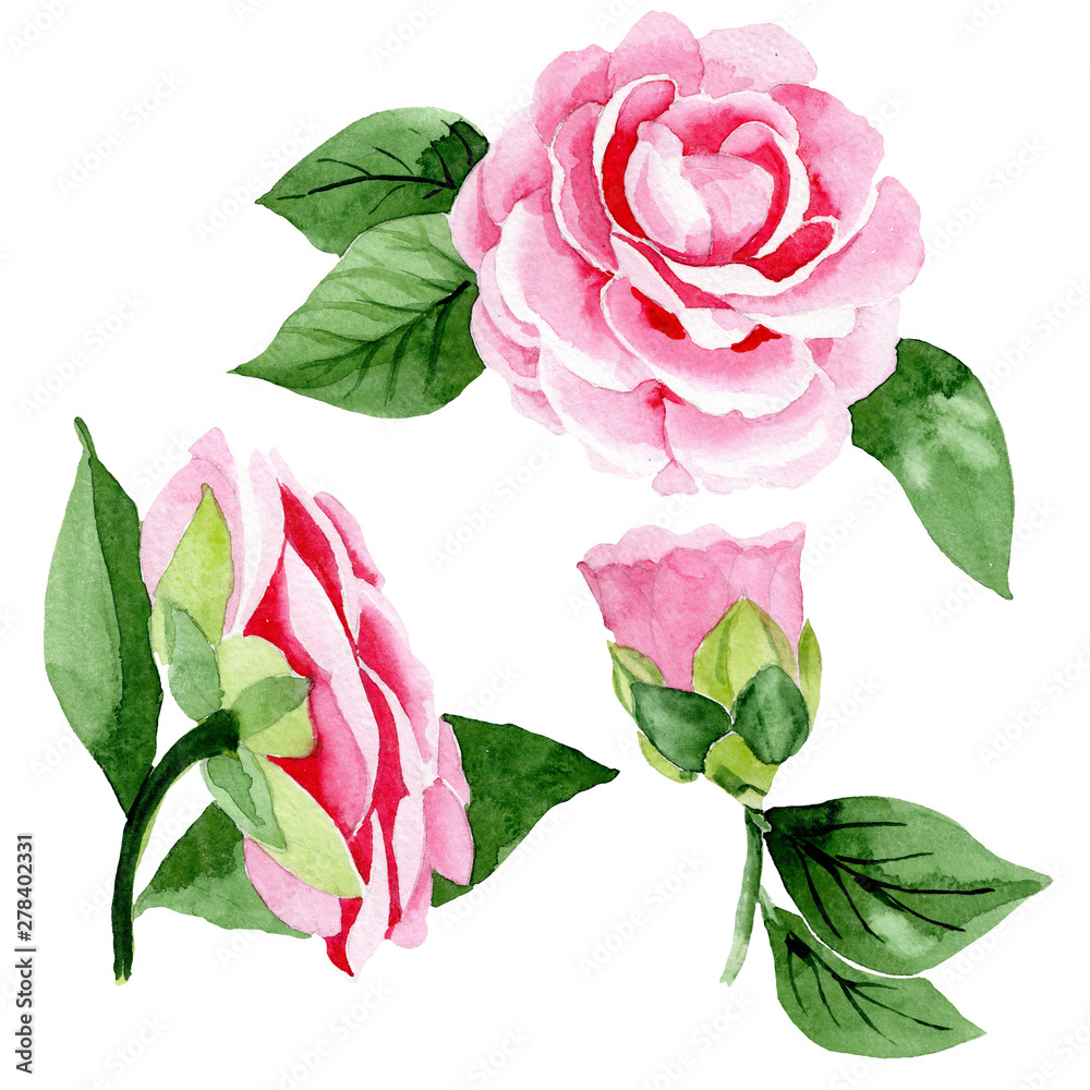 Fototapeta premium Pink camellia floral botanical flowers. Watercolor background illustration set. Isolated camellia illustration element.