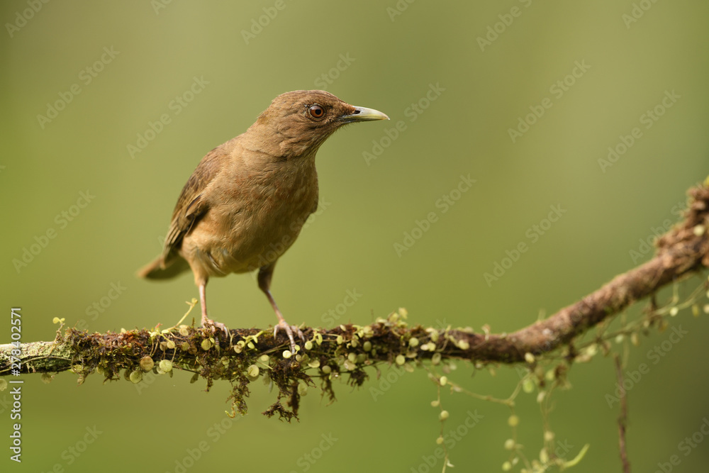 Clay-colored thrush Clay-colored thrush