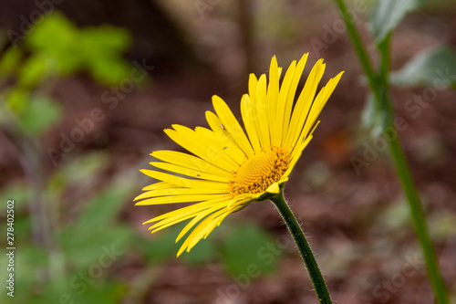 Blume