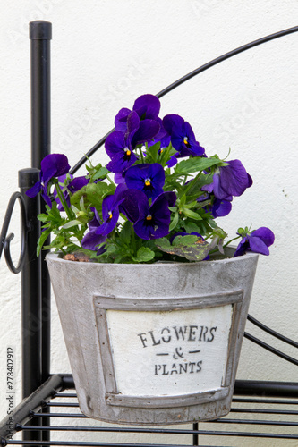 Blume
