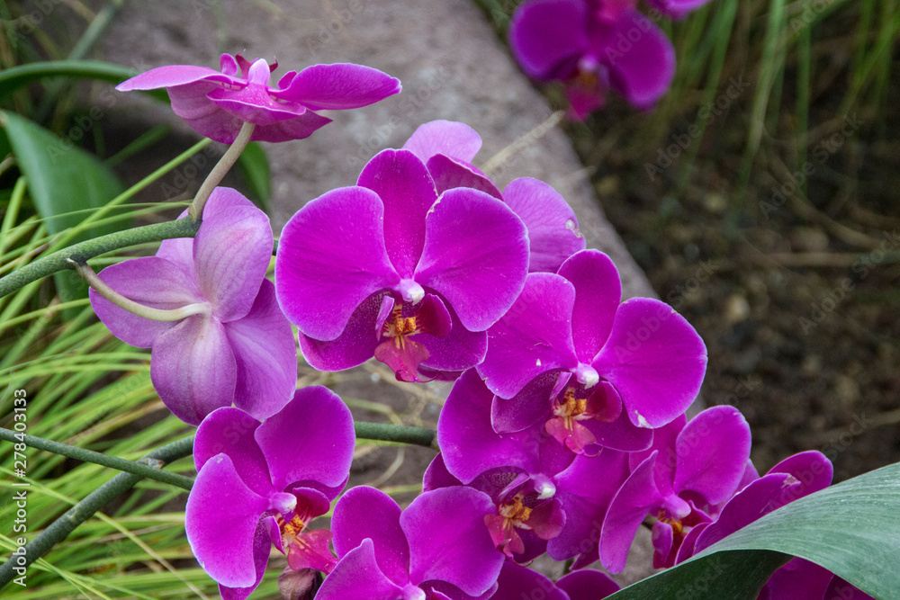 Obraz premium Pinke Blume