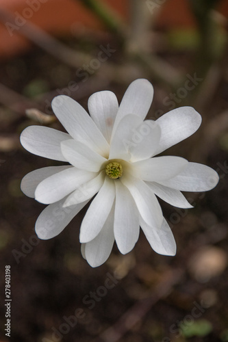 weiße Blume