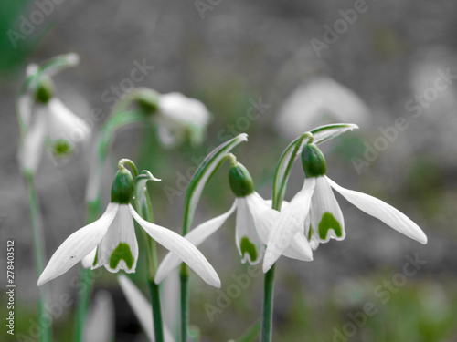 Blume