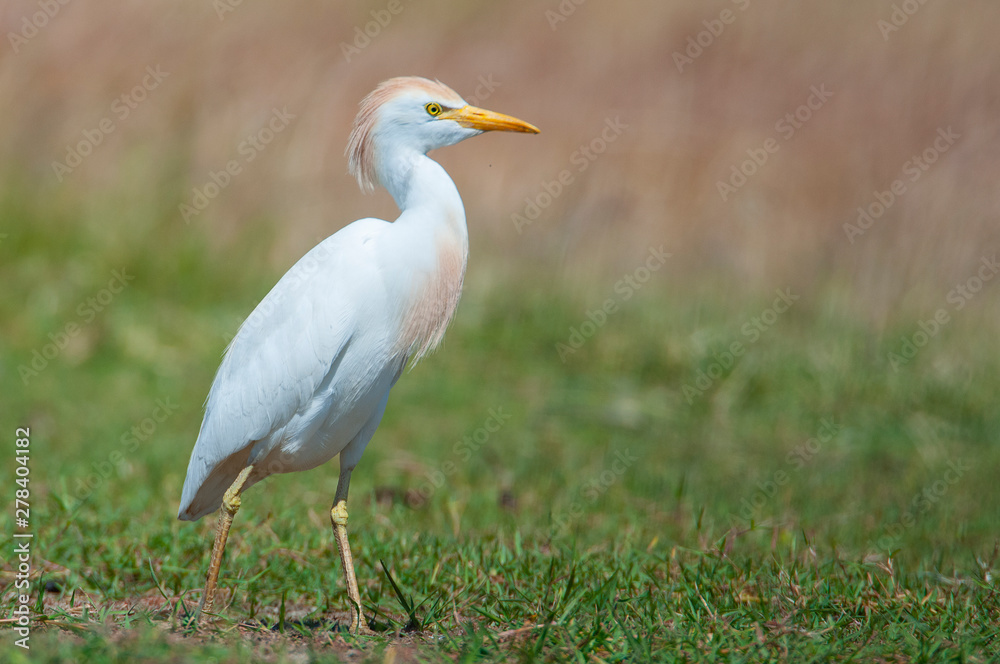 Cattle Egret Looking for food on the grass - Bubulcus ibis Cattle Egret Looking for food on the grass - Bubulcus ibis
