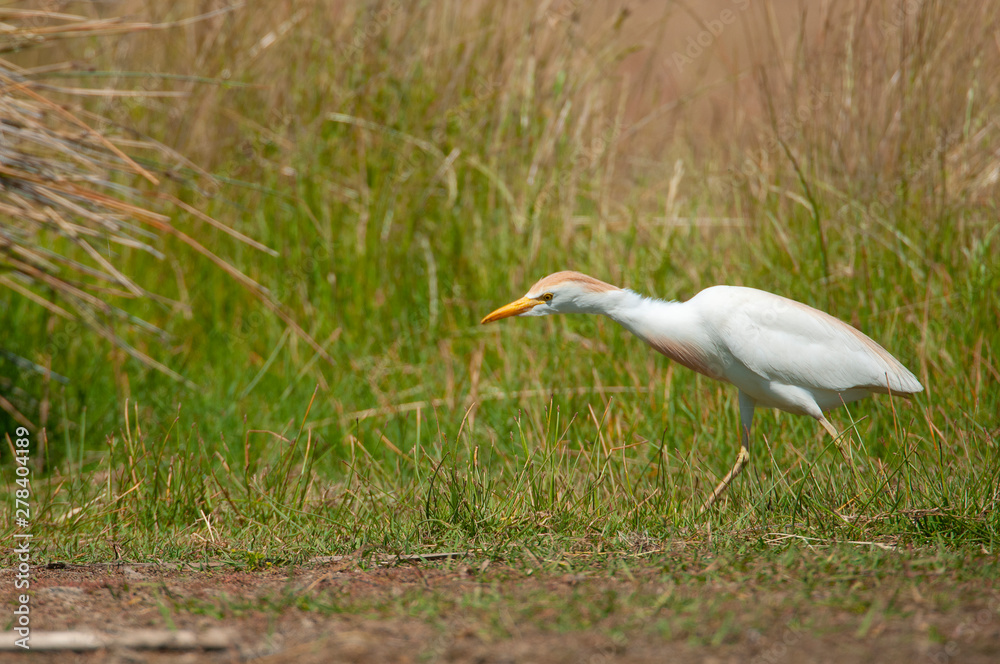 Obraz premium Cattle Egret Looking for food on the grass - Bubulcus ibis