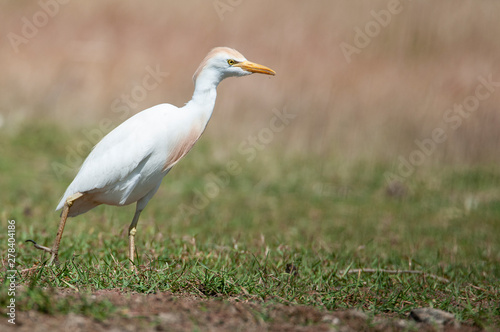 Cattle Egret Looking for food on the grass - Bubulcus ibis