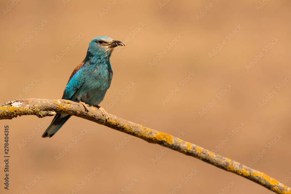 Fototapeta premium European roller perched on a twig - Coracias garrulus