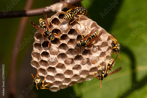 Fényképezés Macro of wasp - Vespula vulgaris - in paper nest