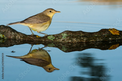 Melodious warbler - Hippolais polyglotta - in the water with its reflection photo