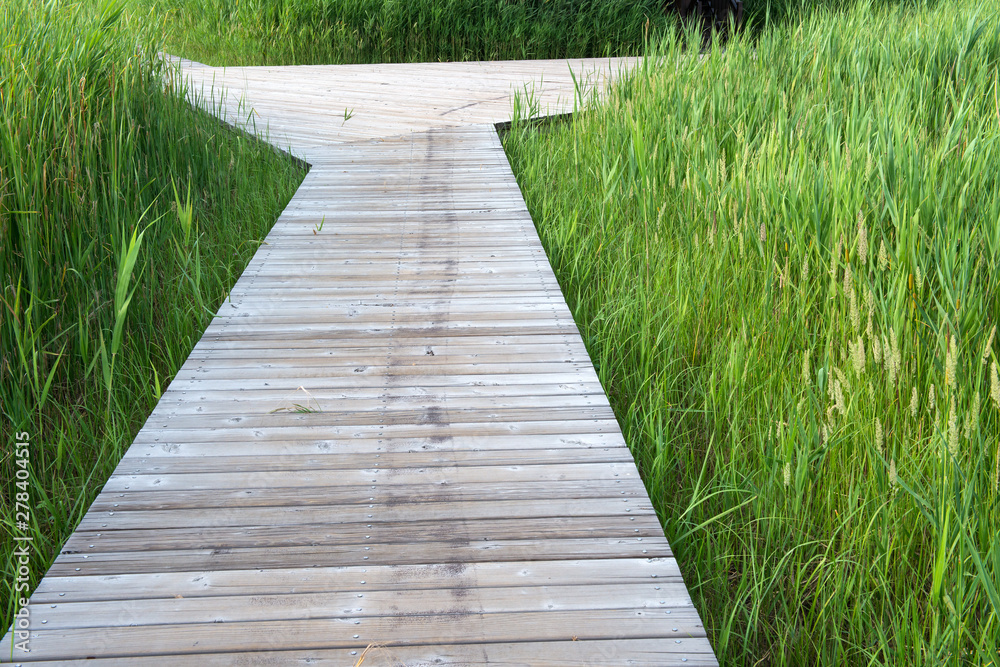 Wooden pathway through the reed field. Wooden pathway through the reed field.