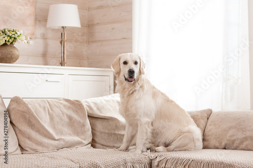 Fototapeta Naklejka Na Ścianę i Meble -  Cute big white dog lies on a sofa in a cozy country house and looks into the camera. Concept of happy pets