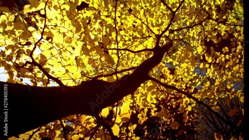 Handheld bottom up wide shot of golden autumn forest leaves on tree branches on a sunny day with unrays flaring to the camera. Unique vintage look. Shot on original 16mm Kodak Vision2 250D Color Negat photo