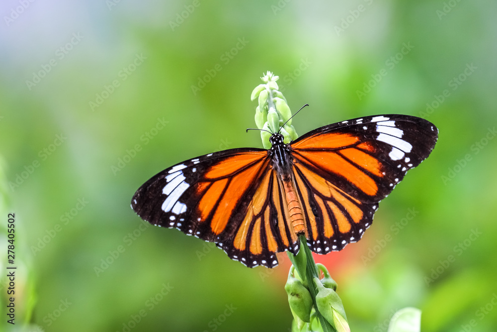 Common Tiger (Danaus genutia) perching on plant Common Tiger (Danaus genutia) perching on plant