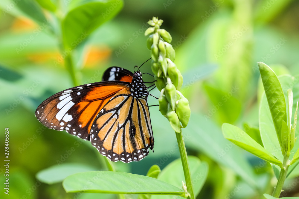 Fototapeta premium Common Tiger (Danaus genutia) perching on plant