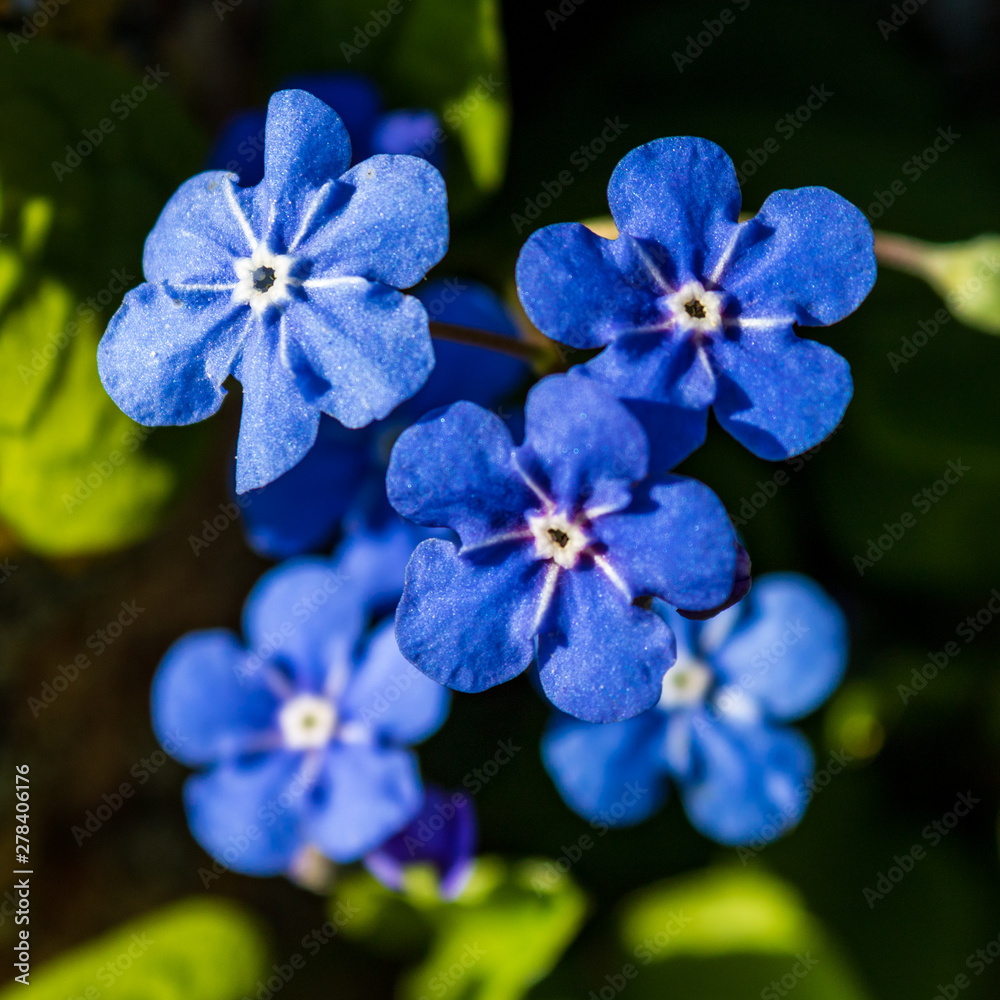 Obraz premium group of blue flowers (Myositis) also called forget-me-not, closeup and top view