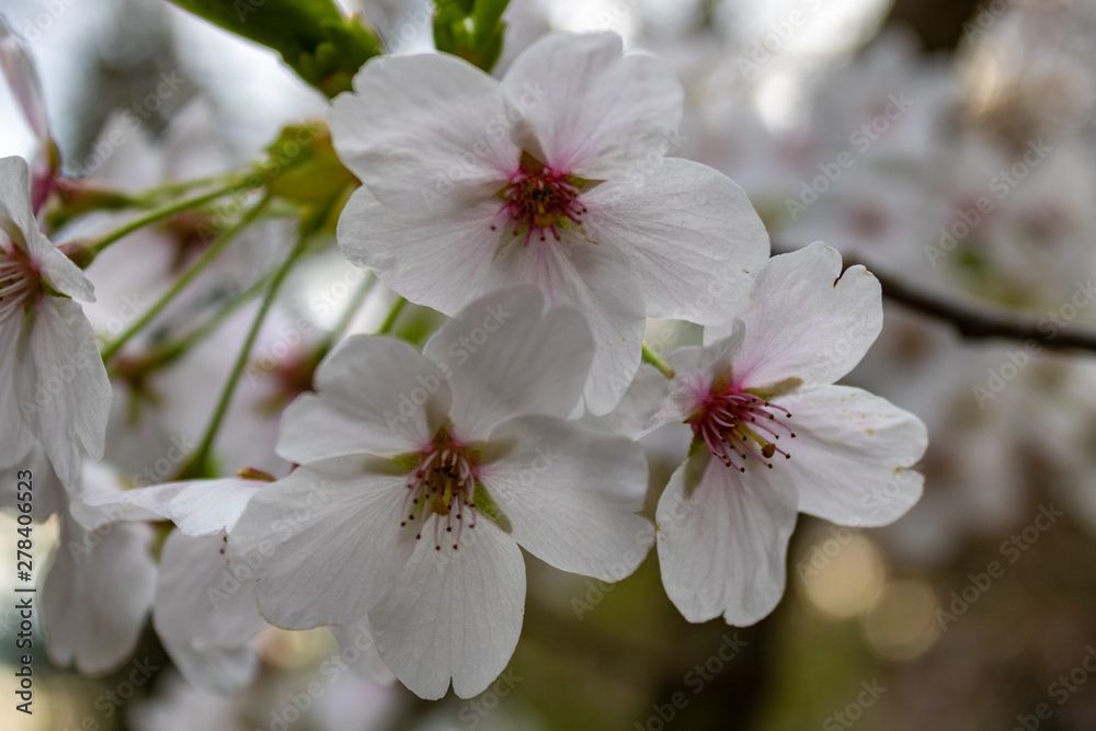 Close up of white almond blossoms (Prunus dulcis) in spring in germany Close up of white almond blossoms (Prunus dulcis) in spring in germany