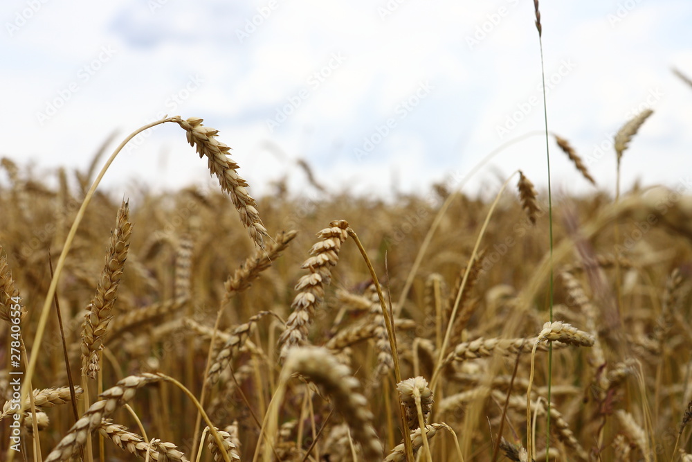Fototapeta premium wonderful summer landscape. in the middle of wheat, rye, field. The idea of the concept of harvest. rural landscapes from the blue sky with the sun. creative image.