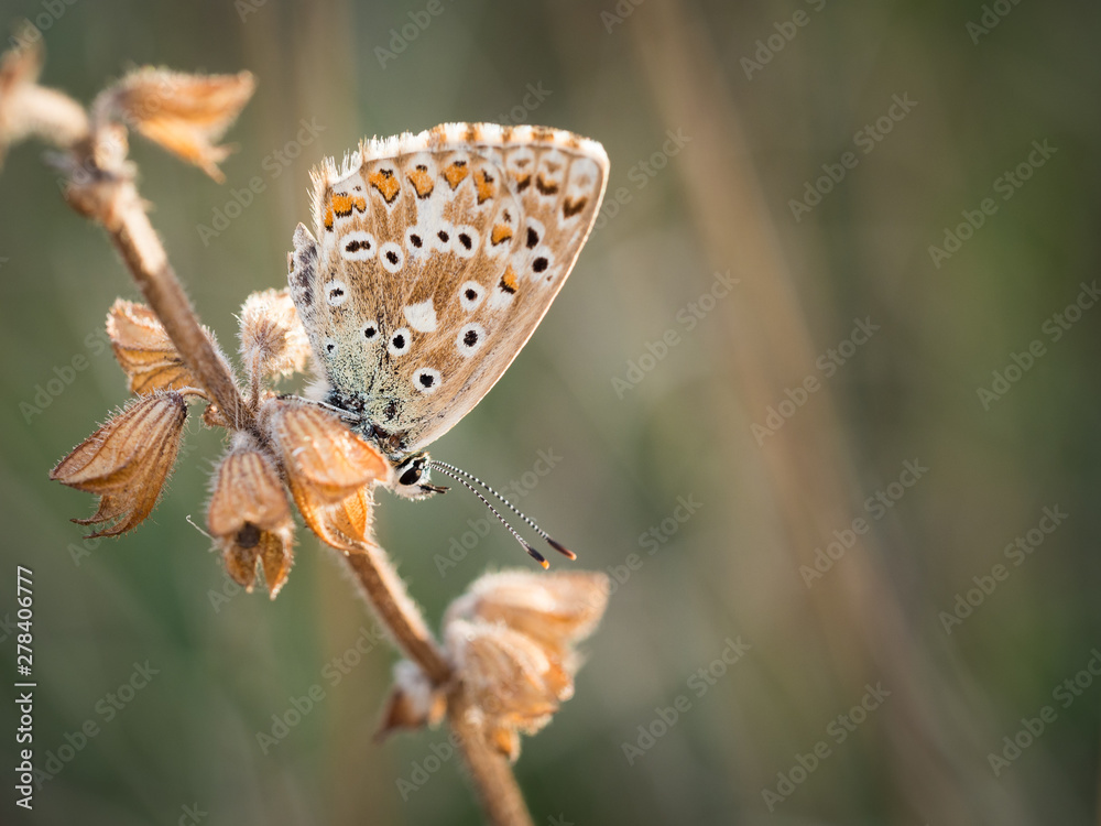 Obraz premium Chalkhill blue (Polyommatus coridon) butterfly sitting on a plant