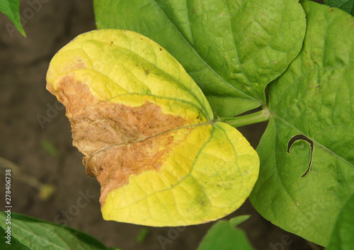 Φωτογραφία Rust fungi Uromyces on phaseolus