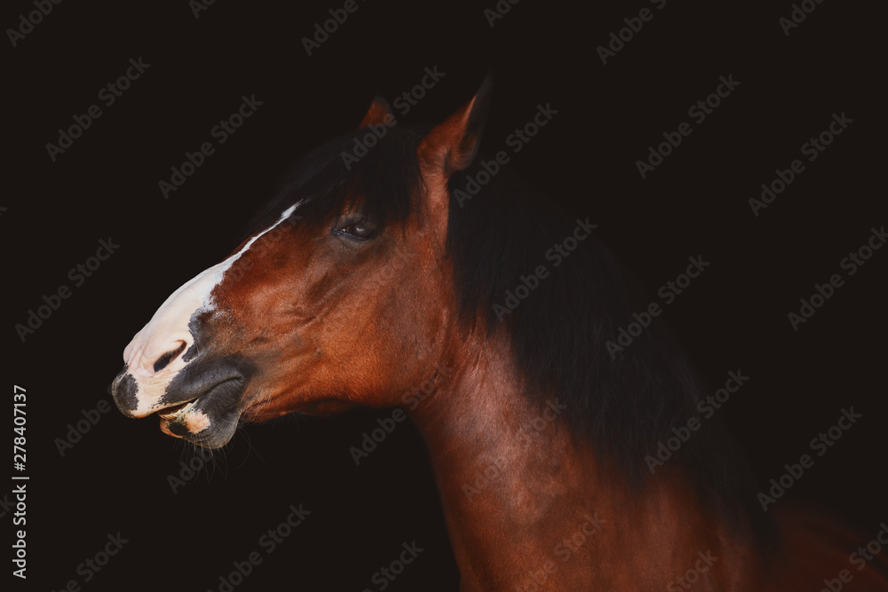 Naklejka portret starego śmiesznego konia na czarnym tle
