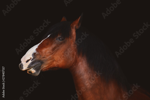 portrait of old funny horse isolated on black background