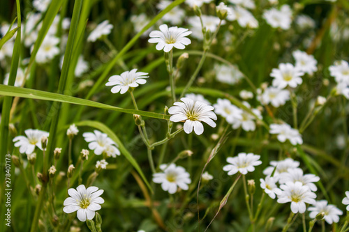 white flowers in green grass