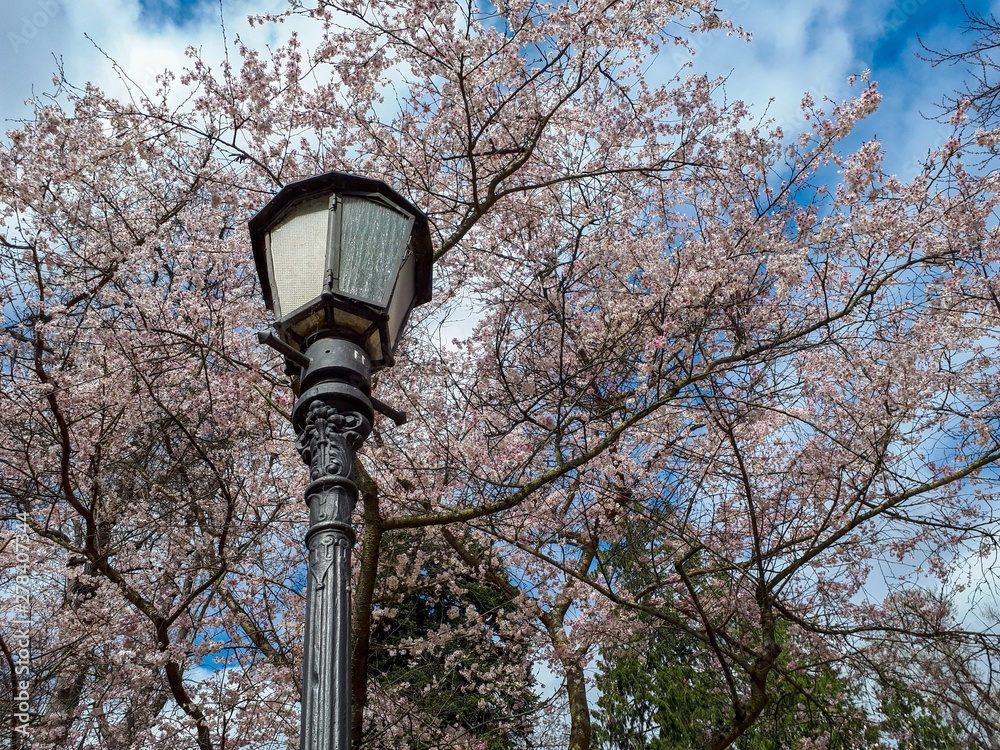 old street lamp on the background of blue sky and cherry trees in spring old street lamp on the background of blue sky and cherry trees in spring