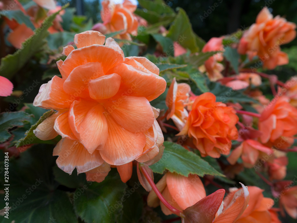 Fototapeta premium Close up coral rose bush with blured flowers and green leaves on background