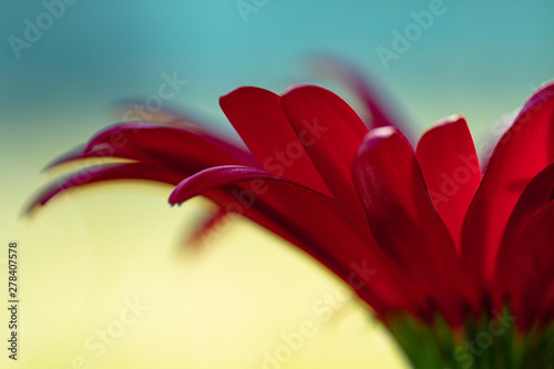 red flower gerbera