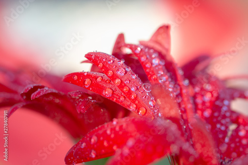 water drops on red flower