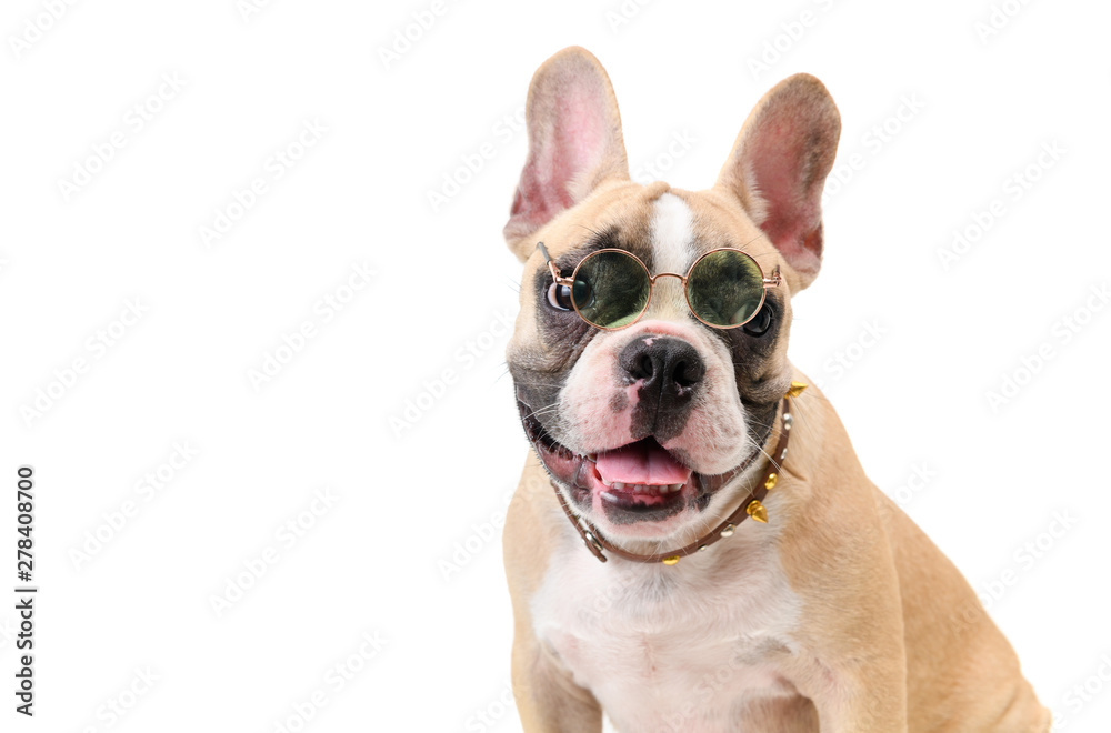 cute french bulldog wear glasses and smile